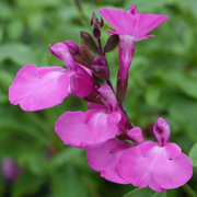 Salvia Cool Pink